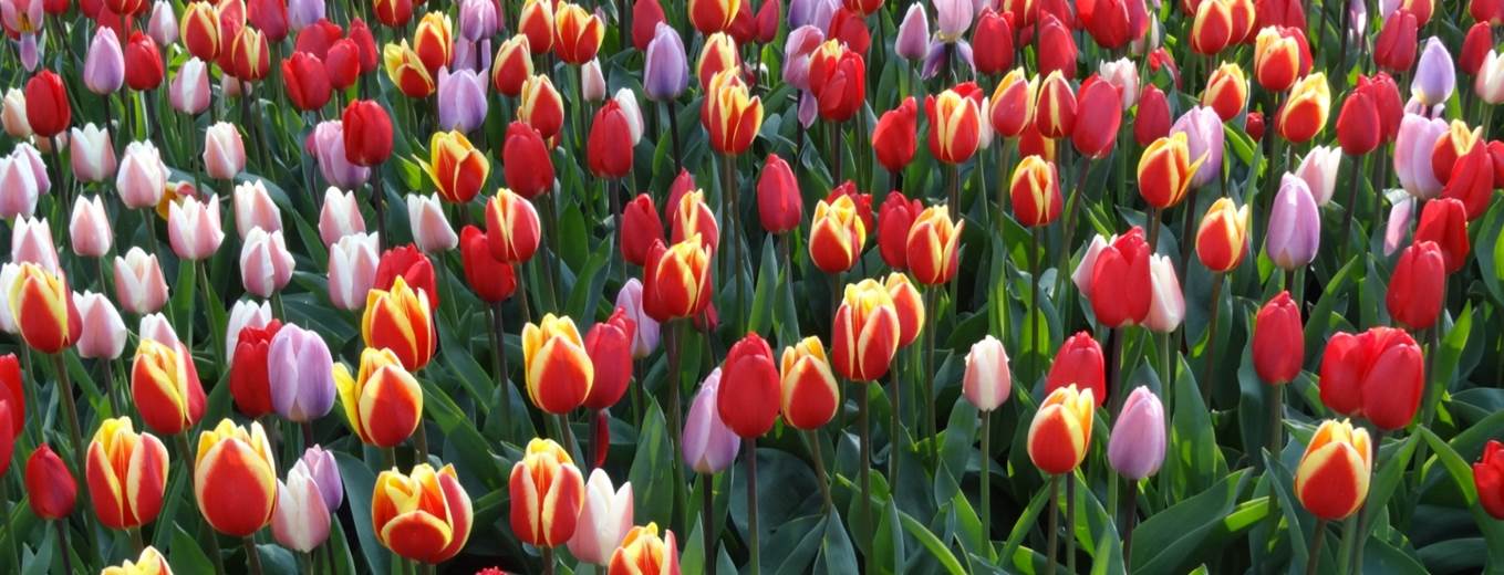 Tulpen aus Amsterdam