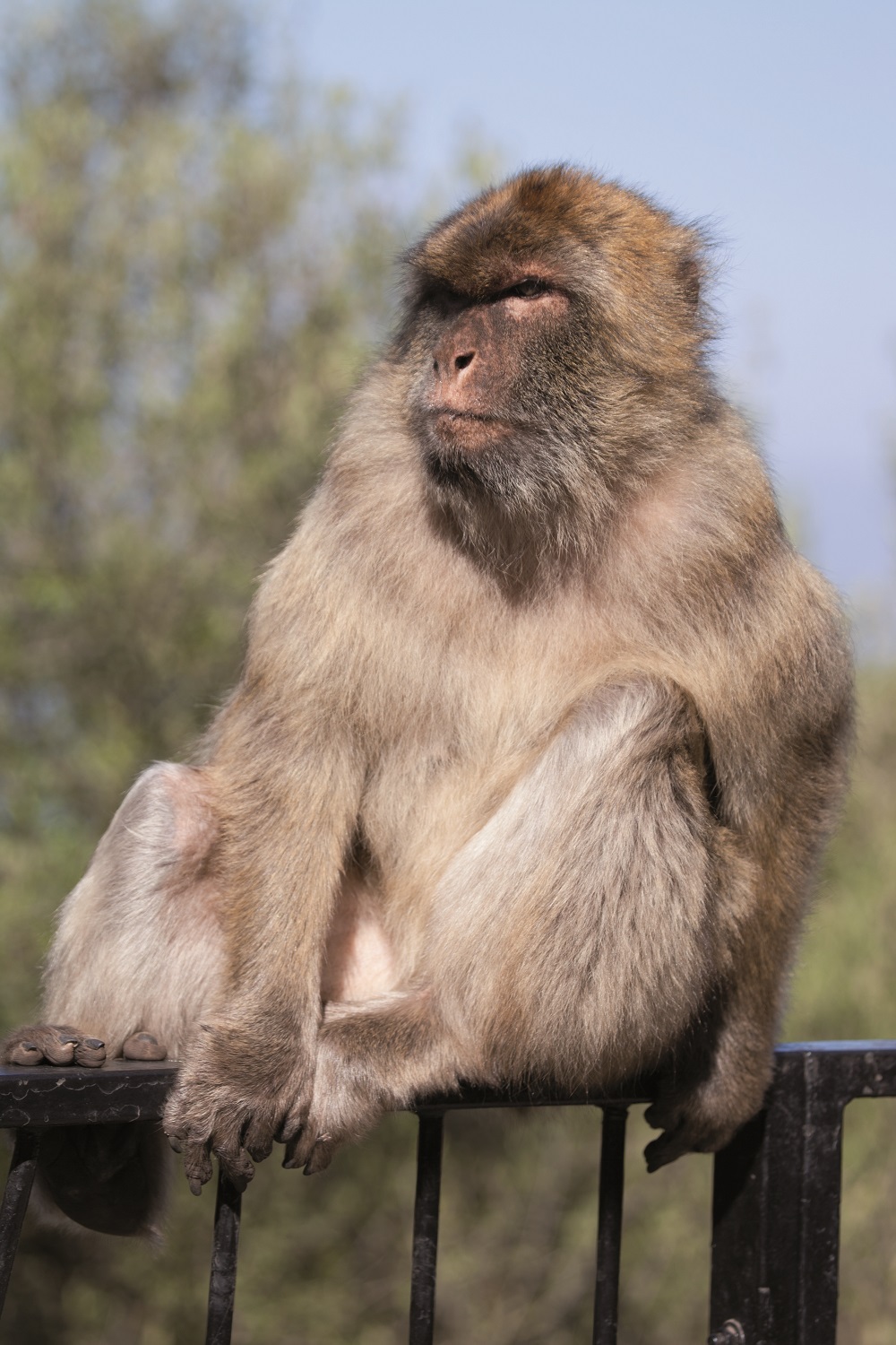 Gibraltar - Tierische Bewohner auf dem Affenfelsen