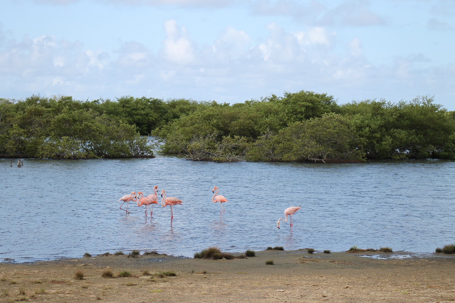 Flamingos am Gotomeer auf Bonaire 