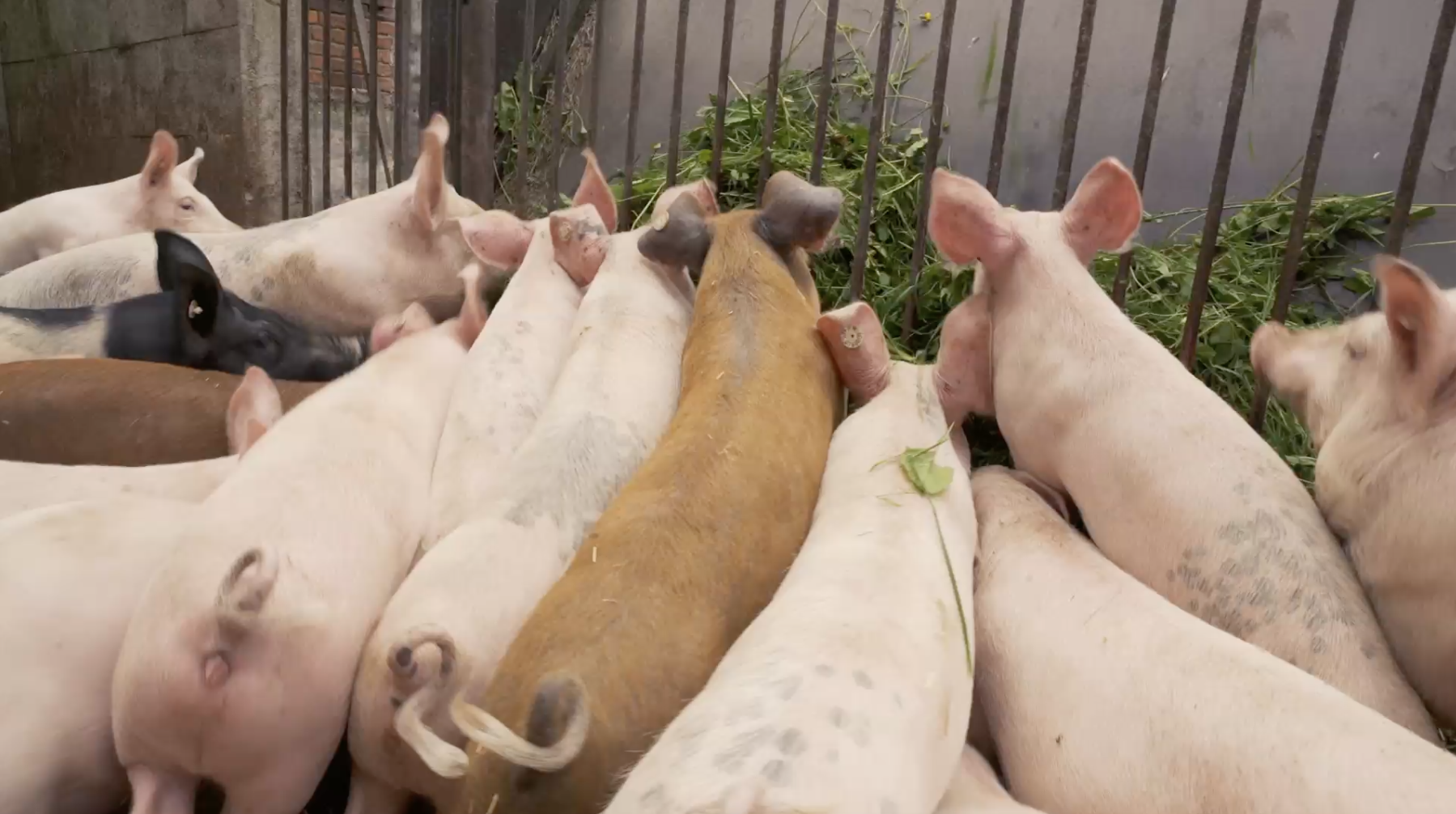 Die TUI Cruises Kleeschweine werden mit frischem Kleegras gefüttert