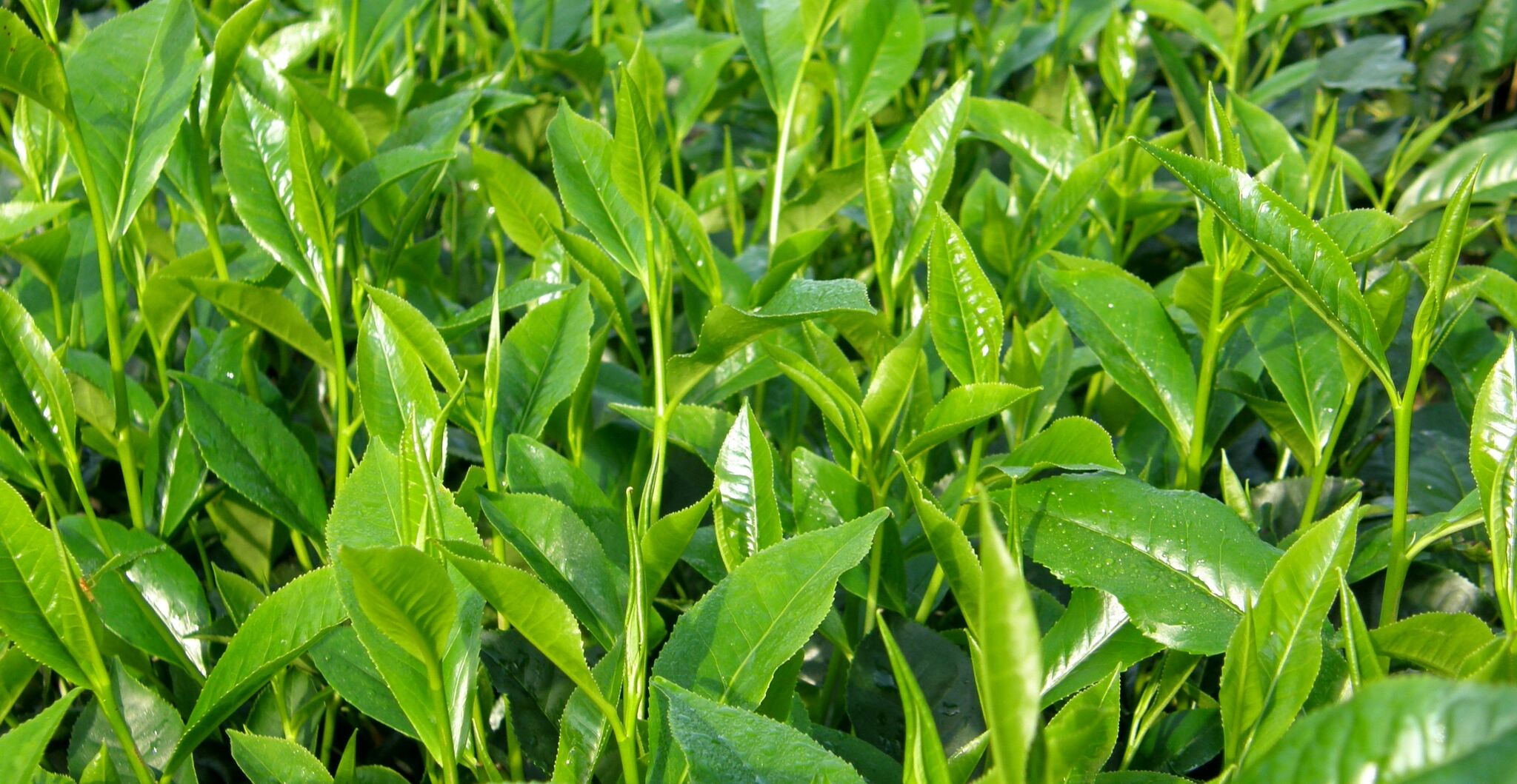 Teepflanzen aus Sri Lanka